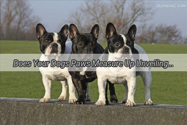 Does Your Dogs Paws Measure Up Unveiling the Secrets Behind Their Giant Paws